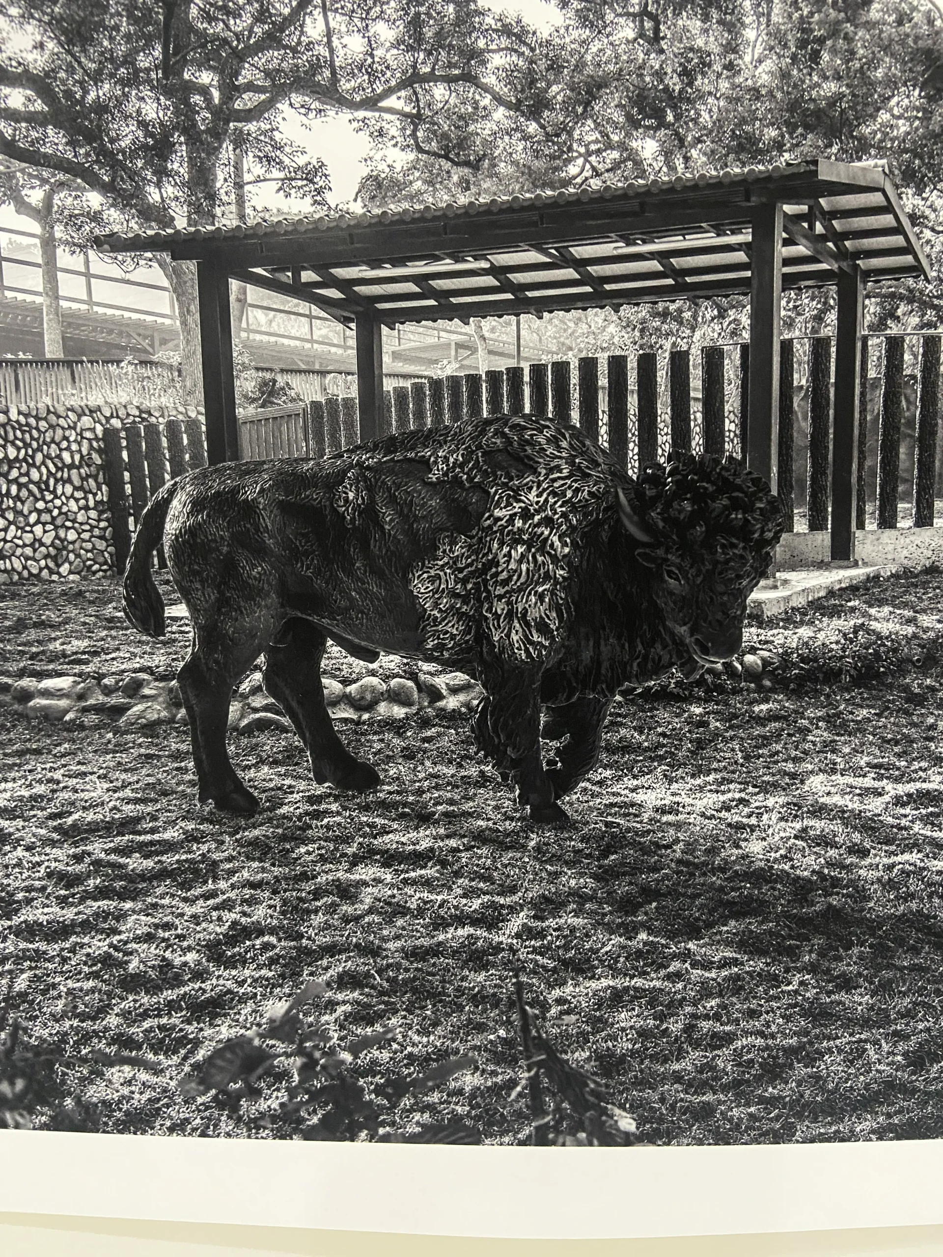 氂牛-省思Reflection-藝術家王鼎元