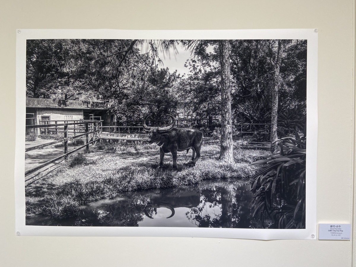水牛-省思Reflection-藝術家王鼎元