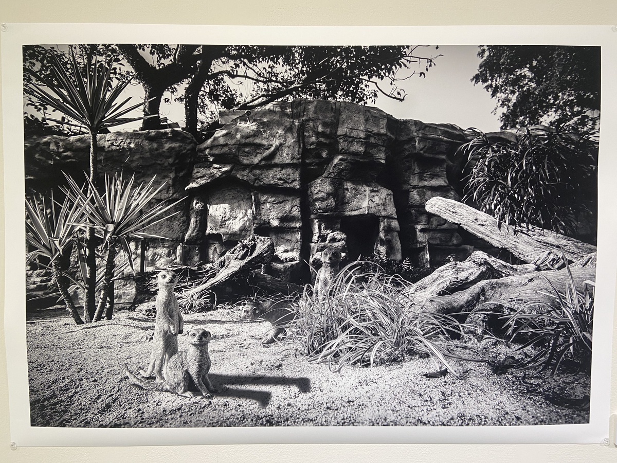 胡蒙-省思Reflection-藝術家王鼎元