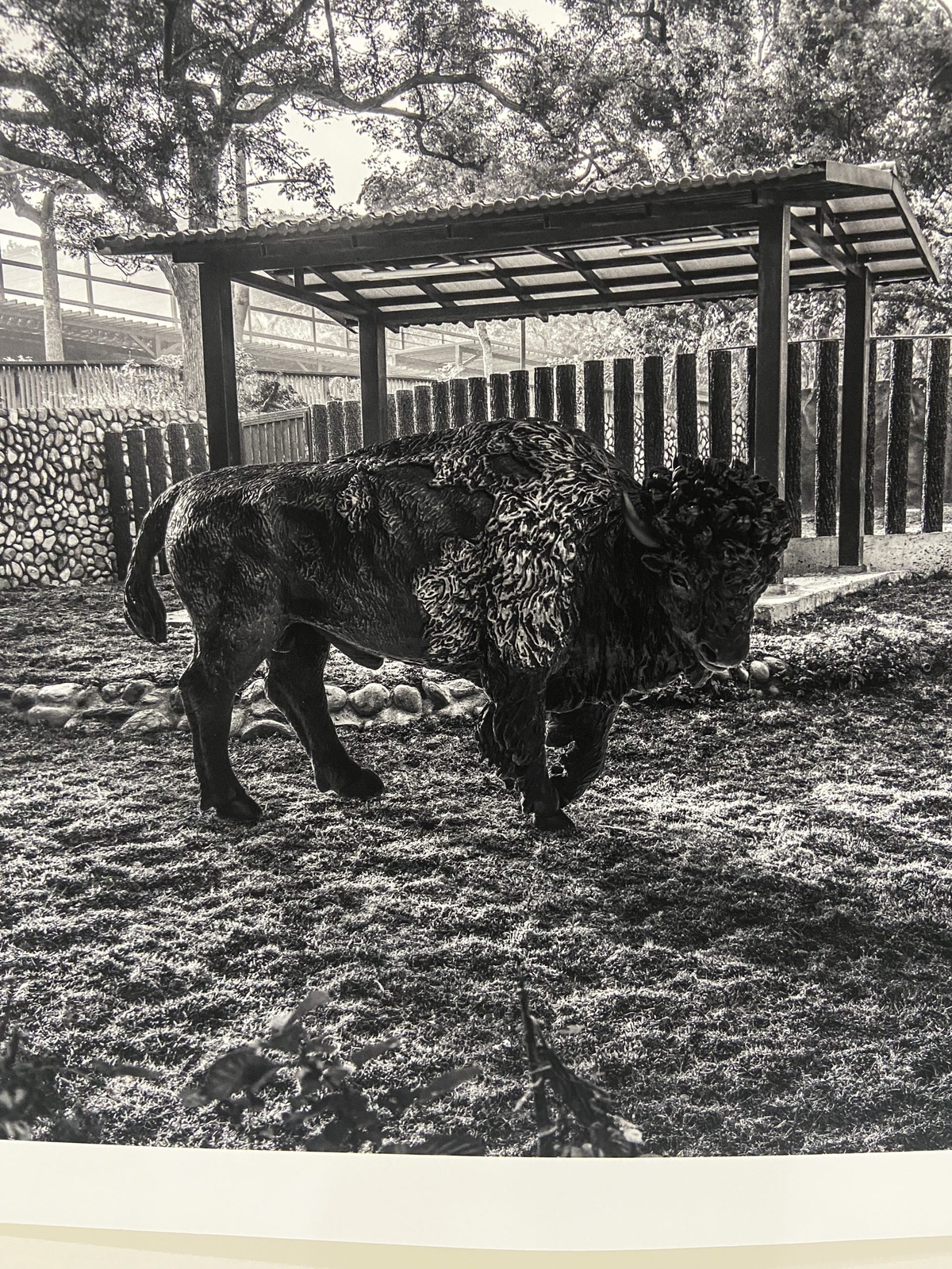 氂牛-省思Reflection-藝術家王鼎元